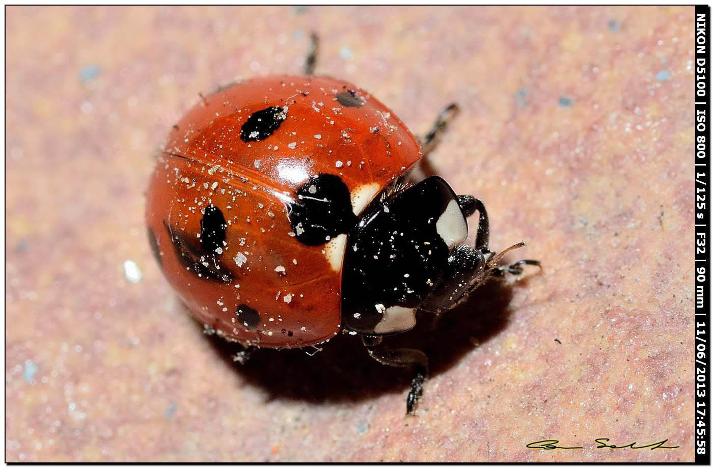 Coccinella septempunctata